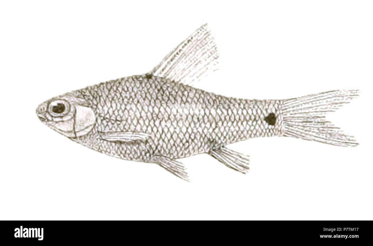 The species names / identity need verification - original names from plate are included here. The original plates showed the fishes facing right and have been flipped here. Barbus ambassis . 1878 33 Barbus ambassis Day 145 Stock Photo