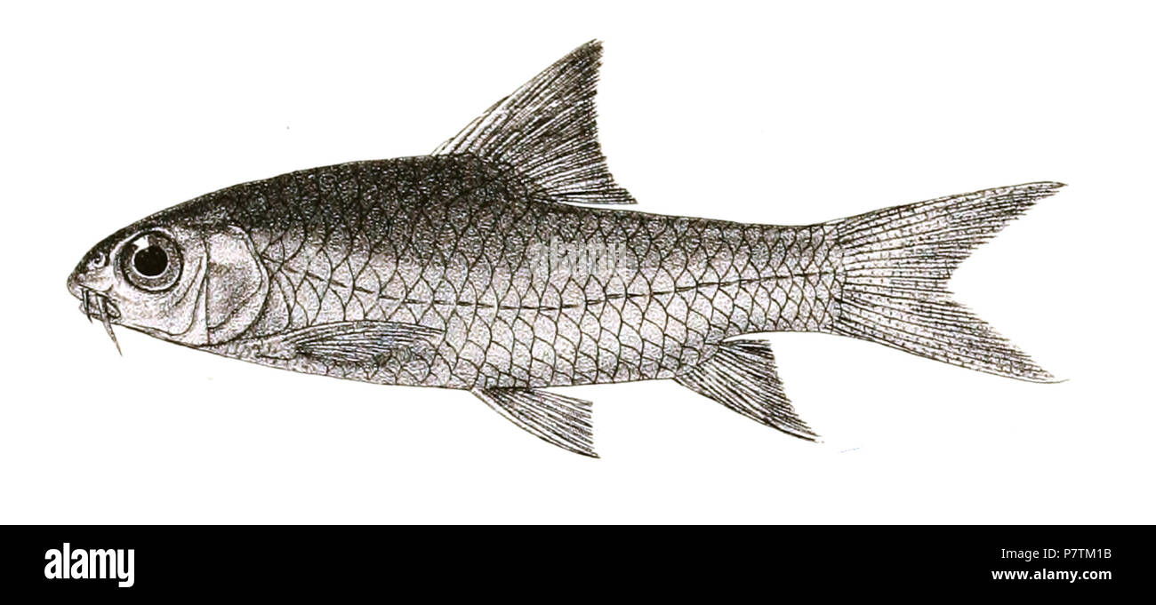 The species names / identity need verification - original names from plate are included here. The original plates showed the fishes facing right and have been flipped here. Barbus bovianicus . 1878 33 Barbus bovianicus Mintern 138 Stock Photo