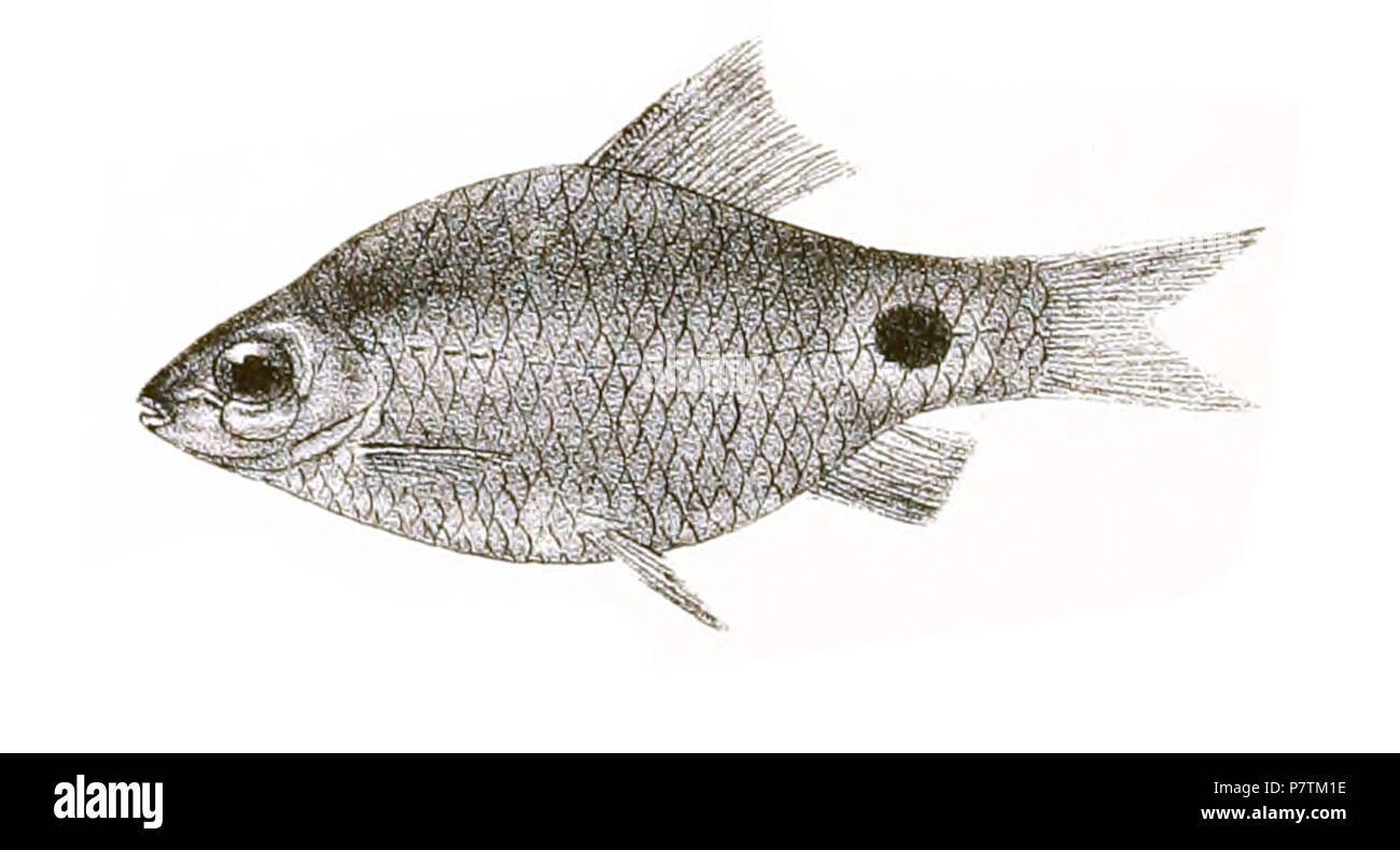 The species names / identity need verification - original names from plate are included here. The original plates showed the fishes facing right and have been flipped here. Barbus conchonius . 1878 33 Barbus conchonius Day 143 Stock Photo