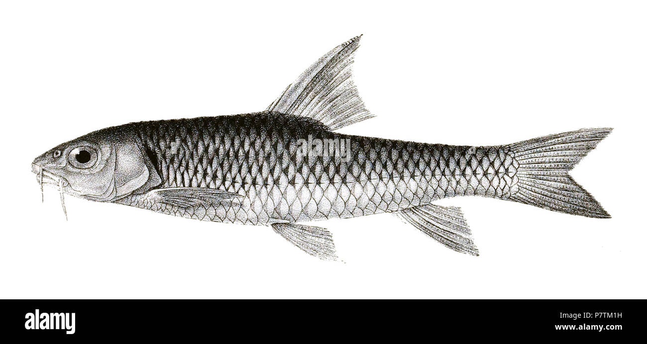 The species names / identity need verification - original names from plate are included here. The original plates showed the fishes facing right and have been flipped here. Barbus chilinoides . 1878 33 Barbus chilinoides Mintern 139 Stock Photo