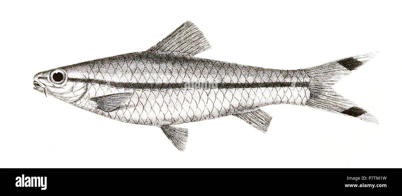 The species names / identity need verification - original names from plate are included here. The original plates showed the fishes facing right and have been flipped here. Barbus denisonii . 1878 33 Barbus denisonii Day 143 Stock Photo