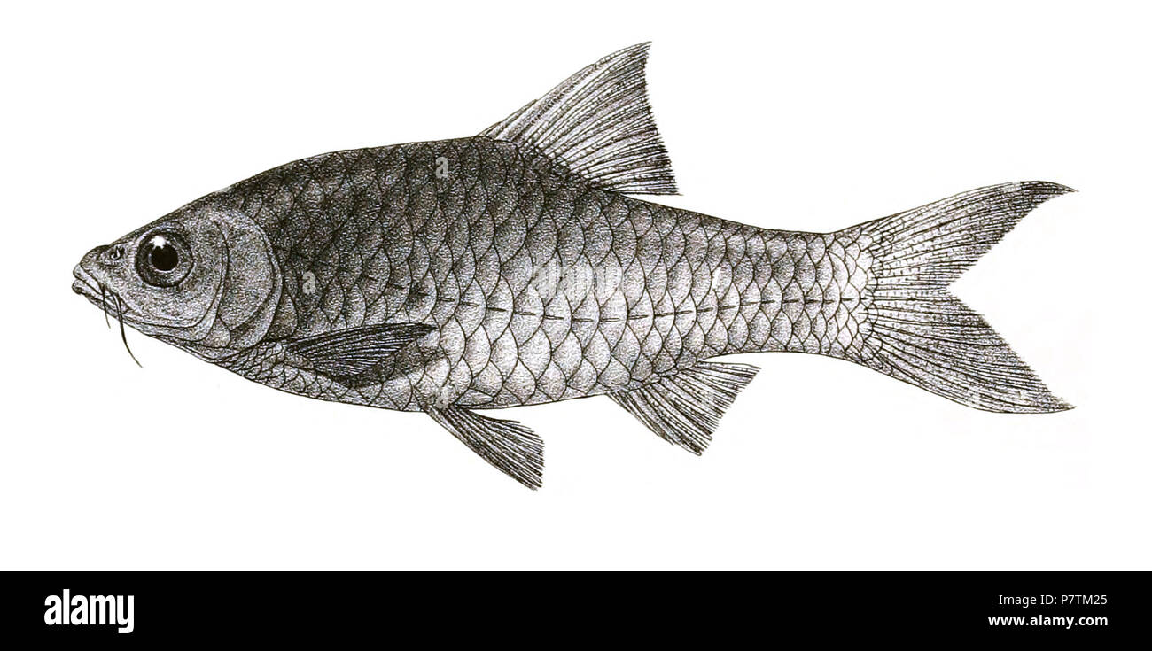 The species names / identity need verification - original names from plate are included here. The original plates showed the fishes facing right and have been flipped here. Barbus goniosoma . 1878 33 Barbus goniosoma Mintern 137 Stock Photo