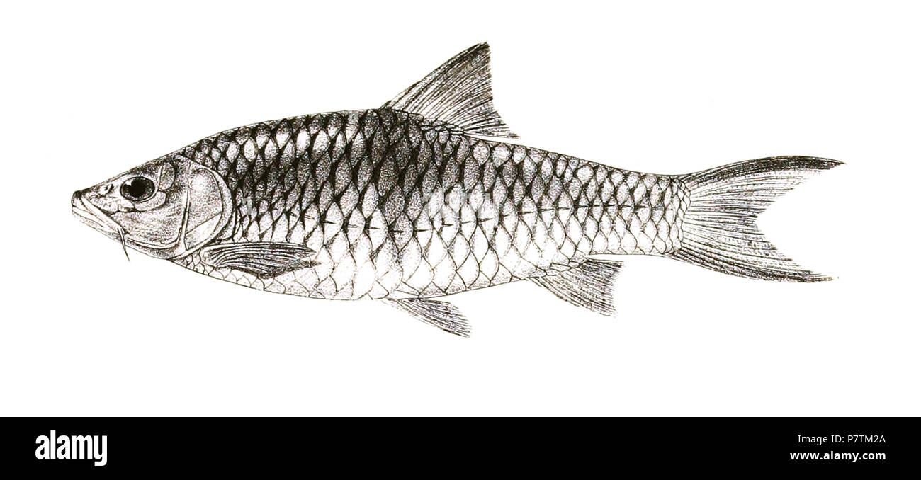 The species names / identity need verification - original names from plate are included here. The original plates showed the fishes facing right and have been flipped here. Barbus macrolepidotus . 1878 33 Barbus macrolepidotus Mintern 142 Stock Photo