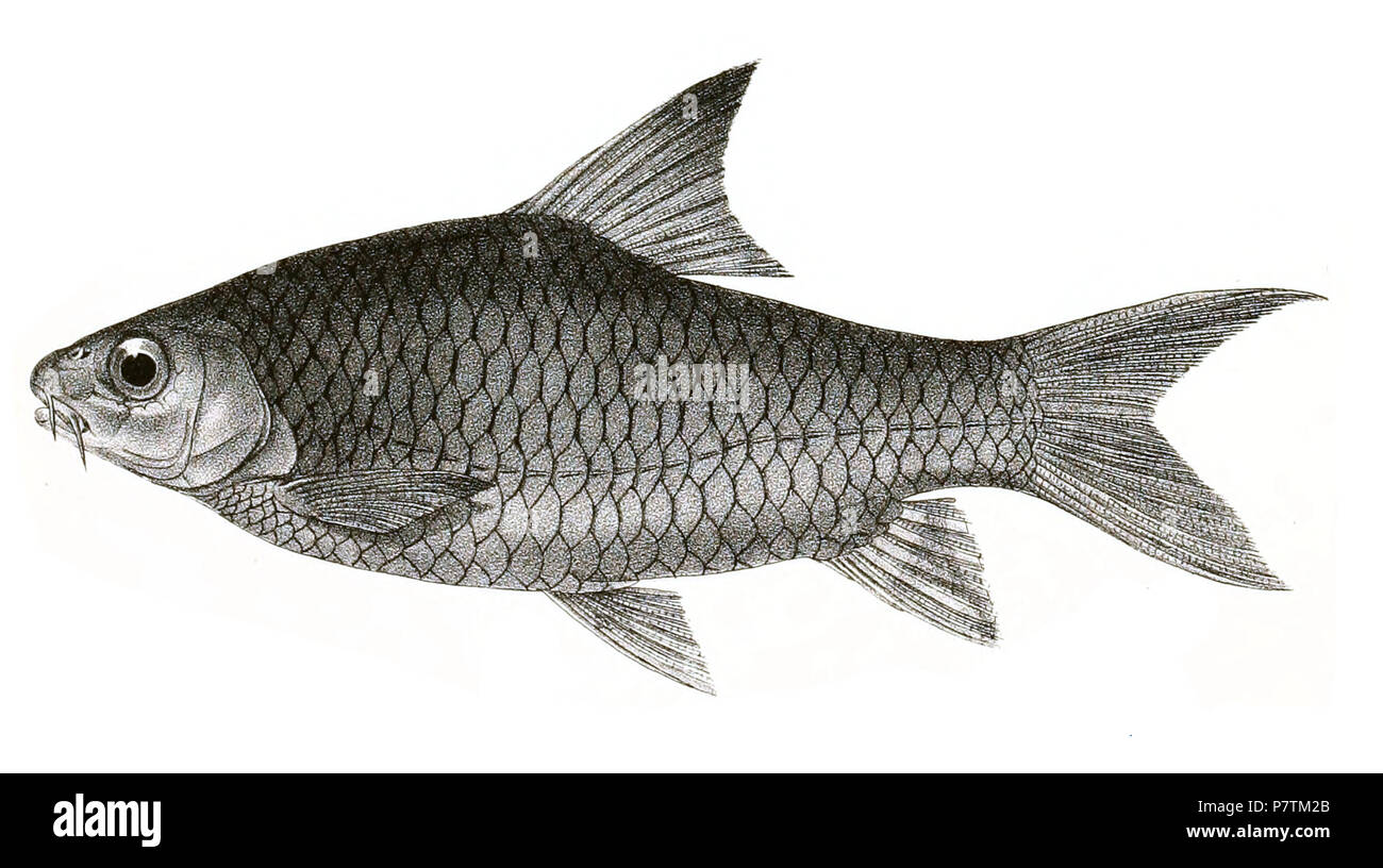 The species names / identity need verification - original names from plate are included here. The original plates showed the fishes facing right and have been flipped here. Barbus jerdoni . 1878 33 Barbus jerdoni Mintern 138 Stock Photo