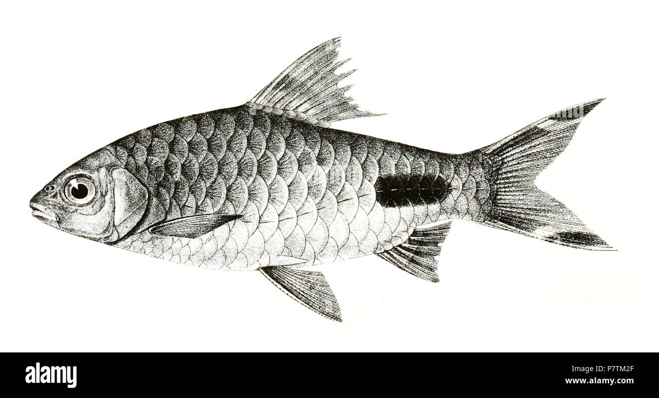 The species names / identity need verification - original names from plate are included here. The original plates showed the fishes facing right and have been flipped here. Barbus mahicola . 1878 33 Barbus mahicola Achilles 140 Stock Photo