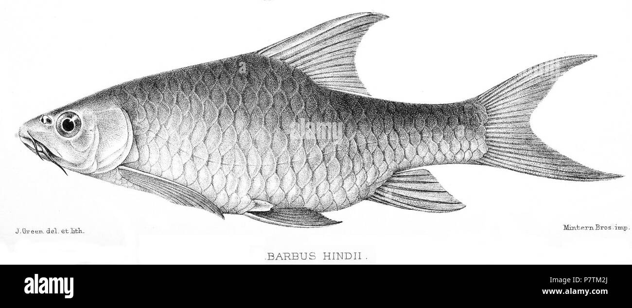 Barbus oxyrhynchus . 1902 34 Barbus oxyrhynchus 1902 Stock Photo