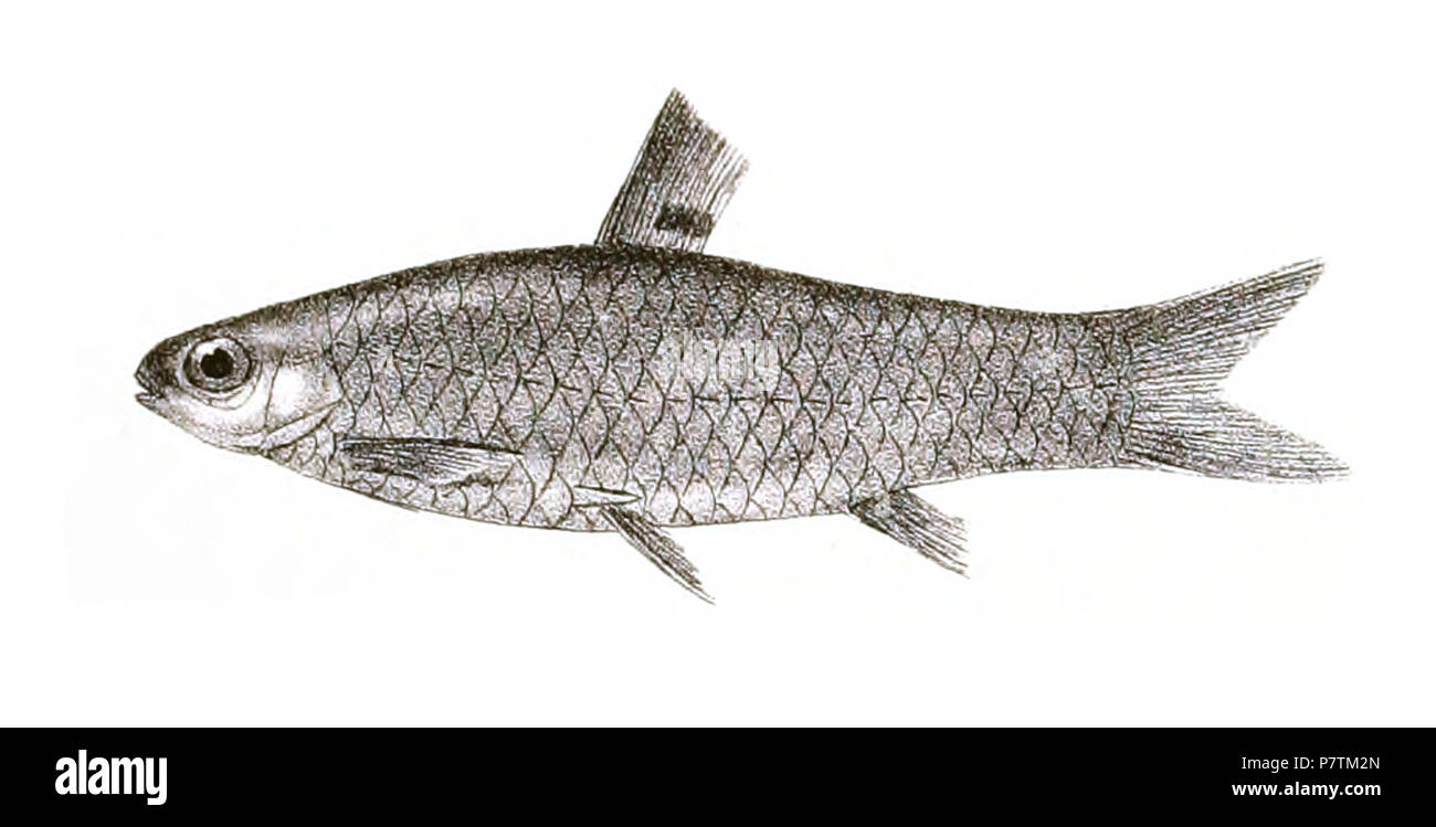 The species names / identity need verification - original names from plate are included here. The original plates showed the fishes facing right and have been flipped here. Barbus puckelli . 1878 34 Barbus puckelli Day 143 Stock Photo