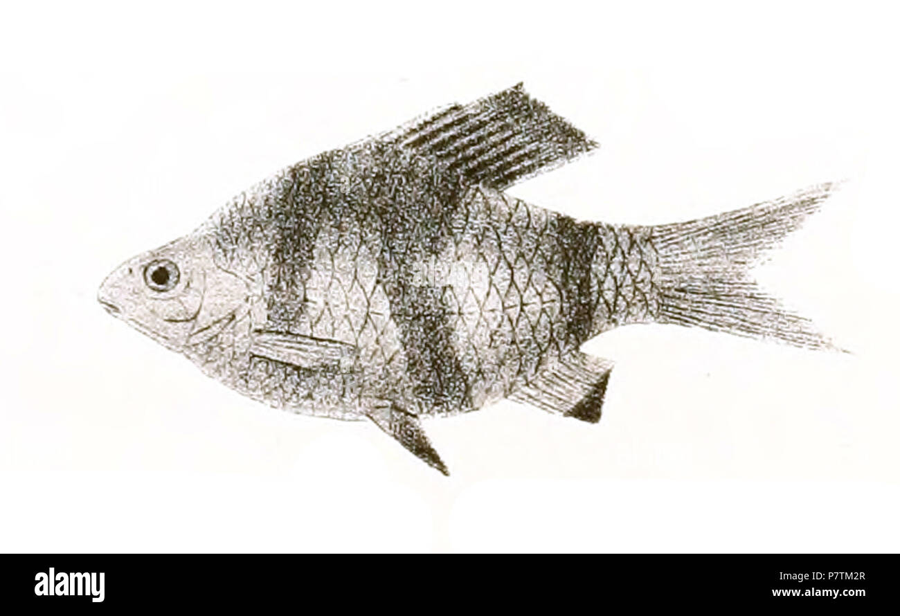 The species names / identity need verification - original names from plate are included here. The original plates showed the fishes facing right and have been flipped here. Barbus nigrofasciatus . 1878 34 Barbus nigrofasciatus Day 144 Stock Photo