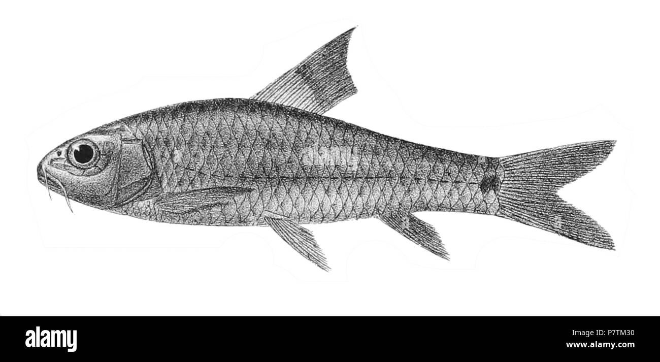 The species names / identity need verification - original names from plate are included here. The original plates showed the fishes facing right and have been flipped here. Barbus stephensoni . 1878 34 Barbus stephensoni Day 135 Stock Photo