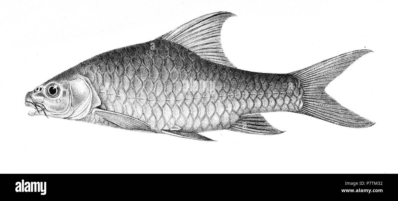 Barbus perplexicans = B. oxyrhynchus . 1902 34 Barbus perplexicans Stock Photo