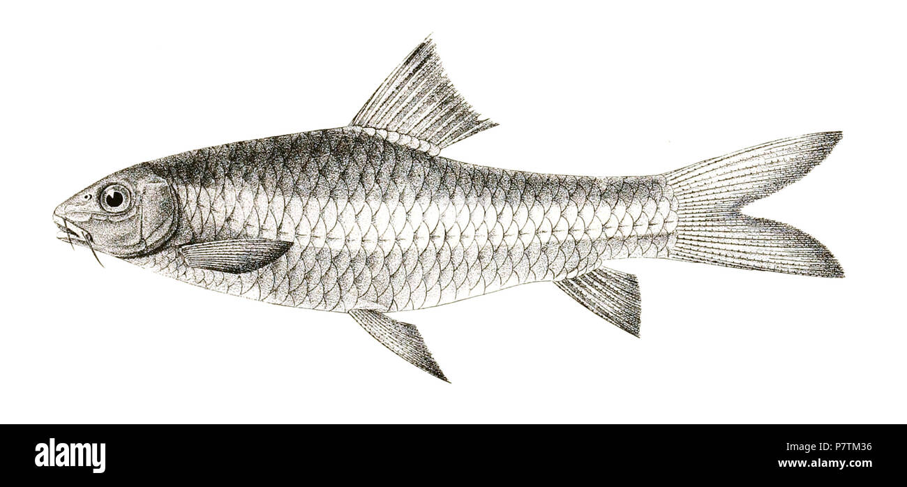 The species names / identity need verification - original names from plate are included here. The original plates showed the fishes facing right and have been flipped here. Barbus pulchellus . 1878 34 Barbus pulchellus Achilles 140 Stock Photo