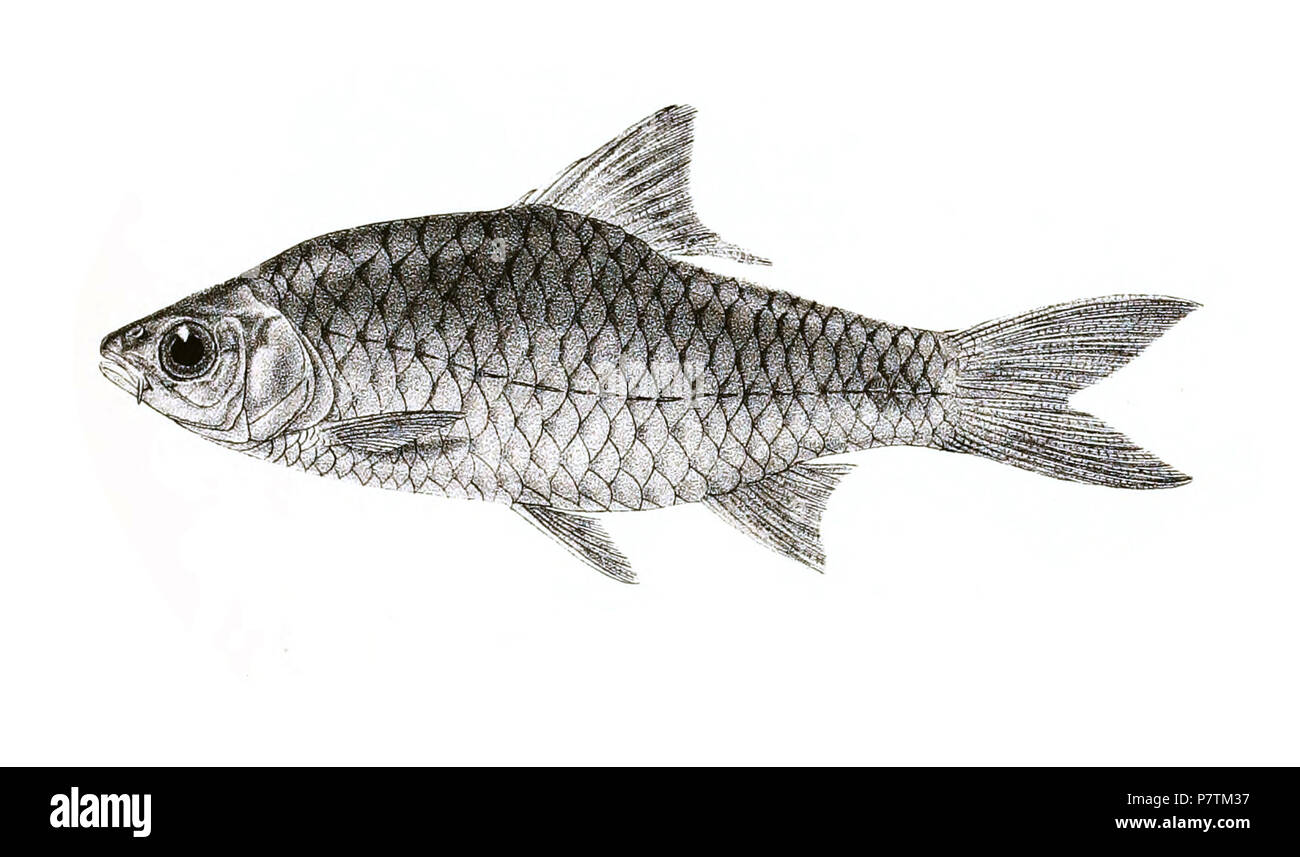 Parrah The species names / identity need verification - original names from ...