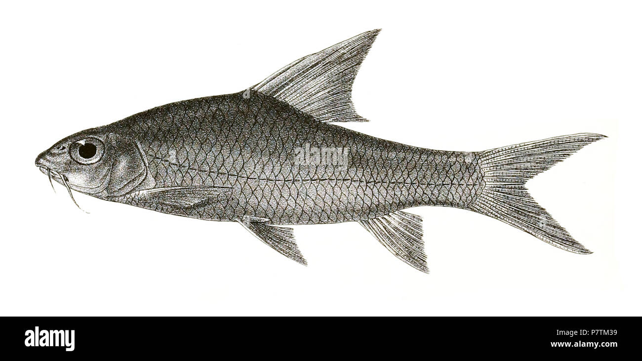 The species names / identity need verification - original names from plate are included here. The original plates showed the fishes facing right and have been flipped here. Barbus micropogon . 1878 34 Barbus micropogon Mintern 138 Stock Photo