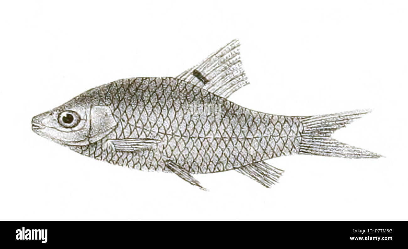 The species names / identity need verification - original names from plate are included here. The original plates showed the fishes facing right and have been flipped here. Barbus unimaculatus . 1878 34 Barbus unimaculatus Day 145 Stock Photo