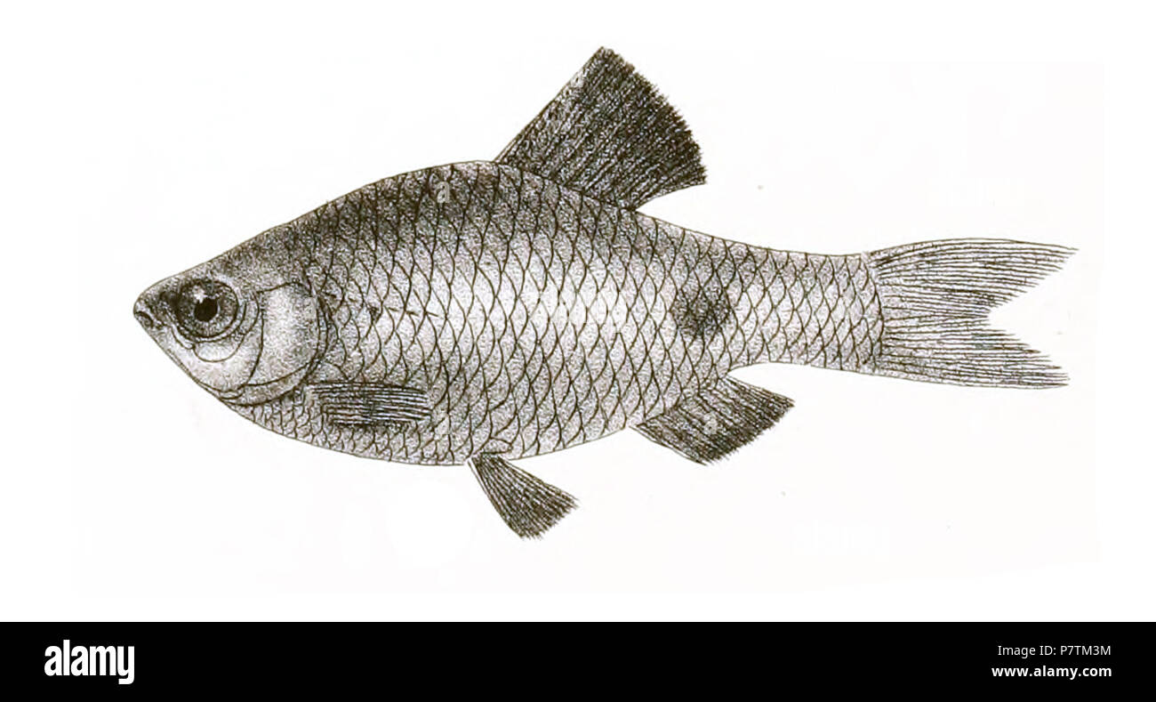 The species names / identity need verification - original names from plate are included here. The original plates showed the fishes facing right and have been flipped here. Barbus ticto . 1878 34 Barbus ticto Day 144 Stock Photo