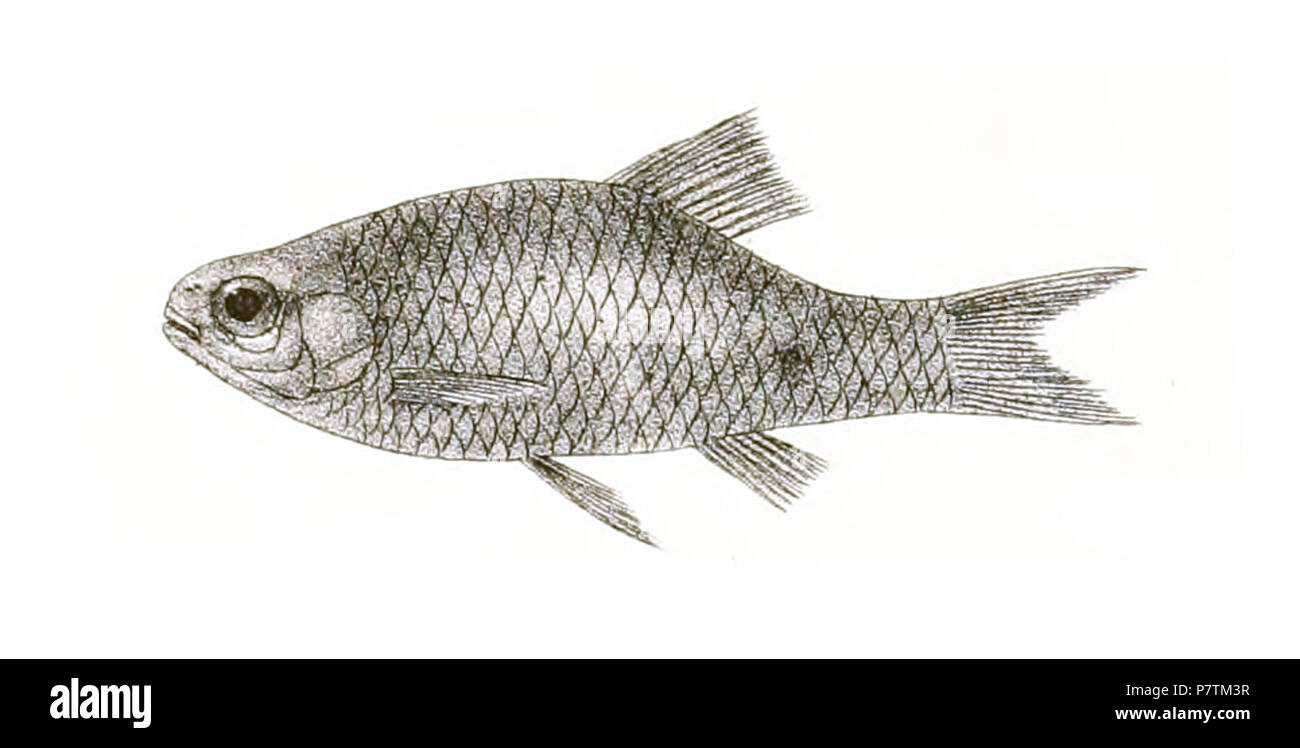 The species names / identity need verification - original names from plate are included here. The original plates showed the fishes facing right and have been flipped here. Barbus waageni . 1878 34 Barbus waageni Day 144 Stock Photo