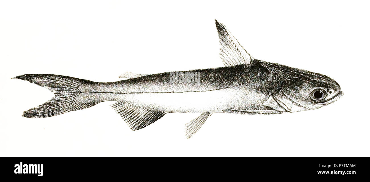The species names / identity need verification. The original plates showed the fishes facing right and have been flipped here. Batrachocephalus mino . 1878 35 Batrachocephalus mino Mintern 108 Stock Photo