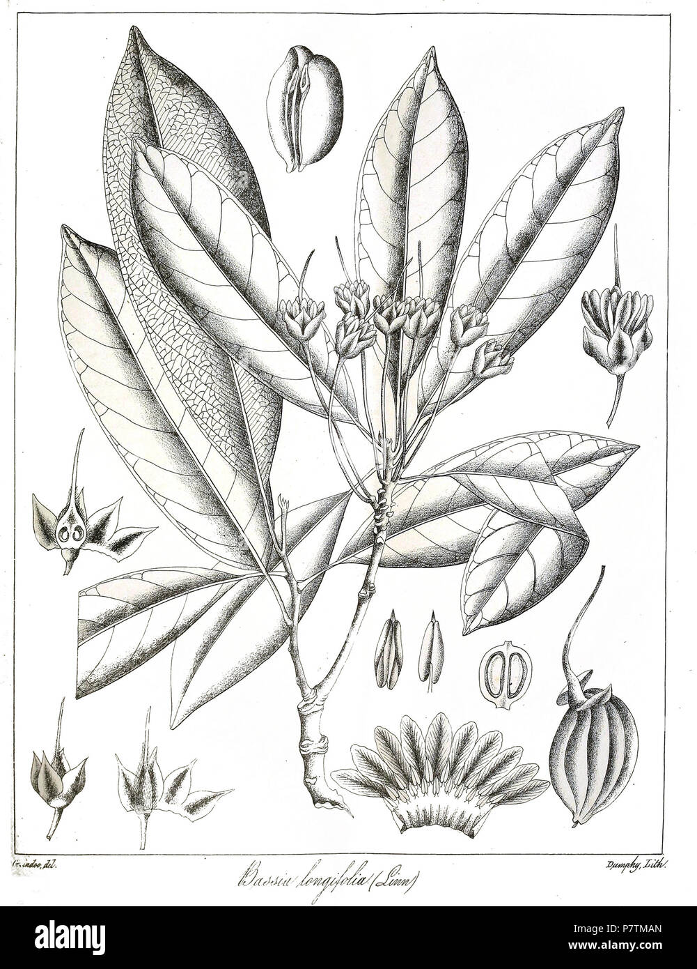 Bassia longifolia = Madhuca longifolia . 1873 35 Bassia longifolia Govindoo Stock Photo