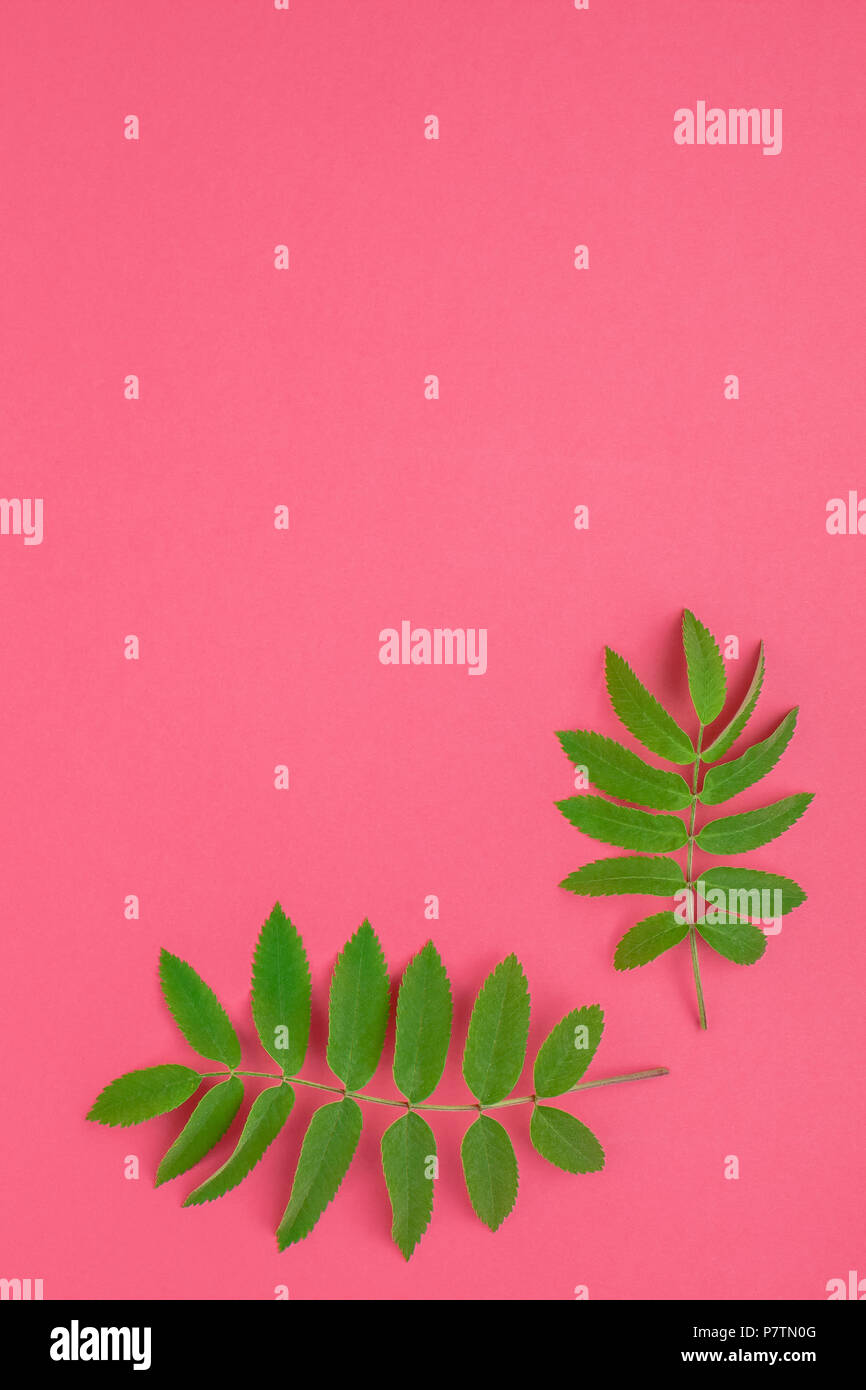 Creative flat lay top view pattern with fresh green rowan tree leaves ...