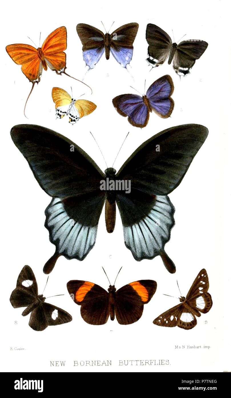 Sithon aurea = Ritra aurea aurea (H.Druce, 1873),  [Sithon] scopula = Thrix scopula scopula (H.Druce, 1873),  [Sithon] pallida = Cheritra pallida (H.Druce, 1873),  [Sithon] valida Sithon micea (Hewitson, 1869),  Amblypodia olinda = Arhopala democritus olinda (H.Druce, 1873) Papilio lowii = Papilio memnon lowii (H.Druce, 1873),  Astictopterus armatus = Ancistroides armatus armatus (H.Druce, 1873),  Plesioneura signata = Celaenorrhinus ficulnea (Hewitson, 1868)) Satarupa affinis = Seseria affinis affinis (H.Druce, 1873) English: Butterflies from Borneo 6: Great Mormon, upperside of male 7: Red D Stock Photo