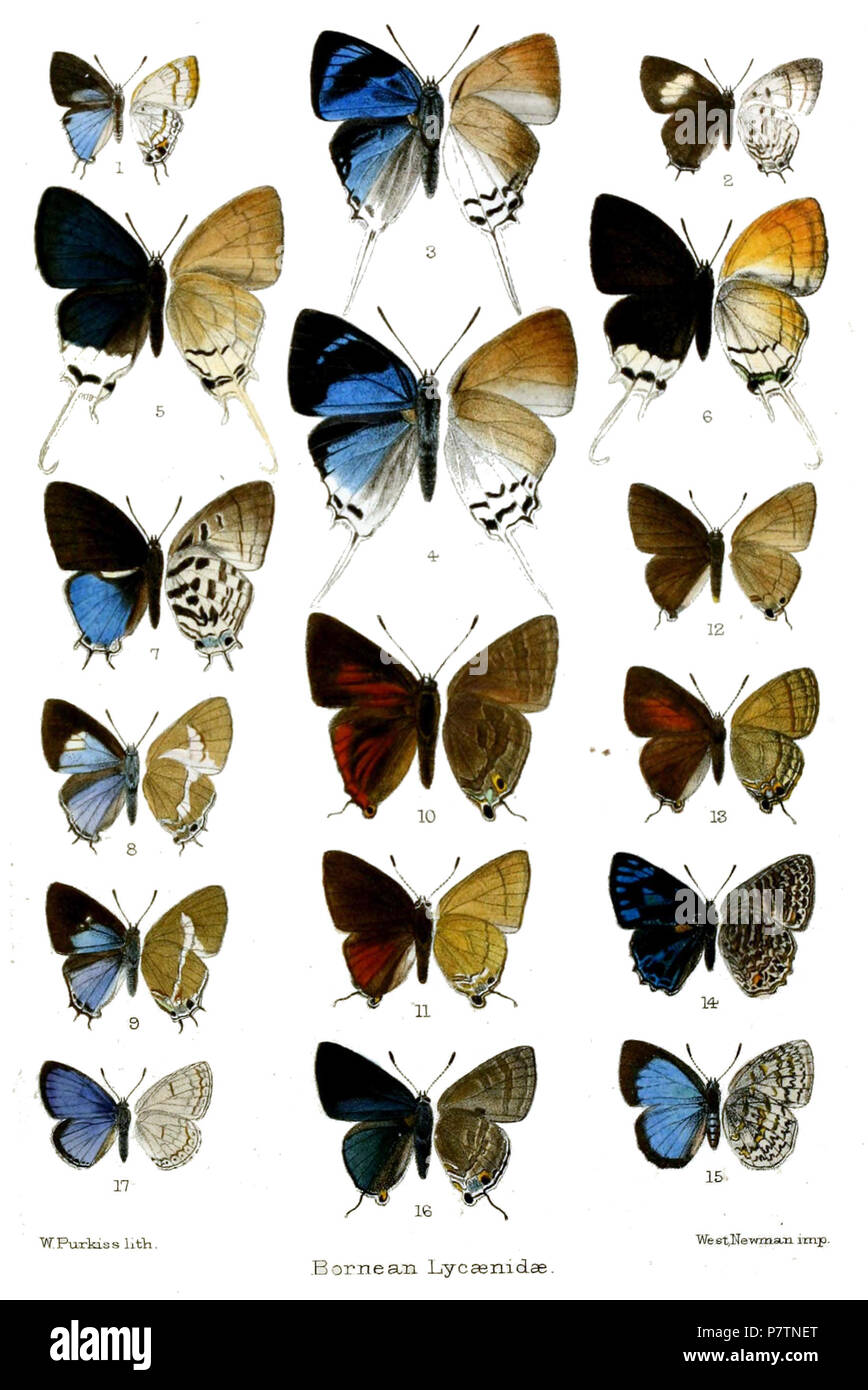 Bornean Lycaenidae Chliaria minima (m) Biduanda thaenia (f) Jacoona