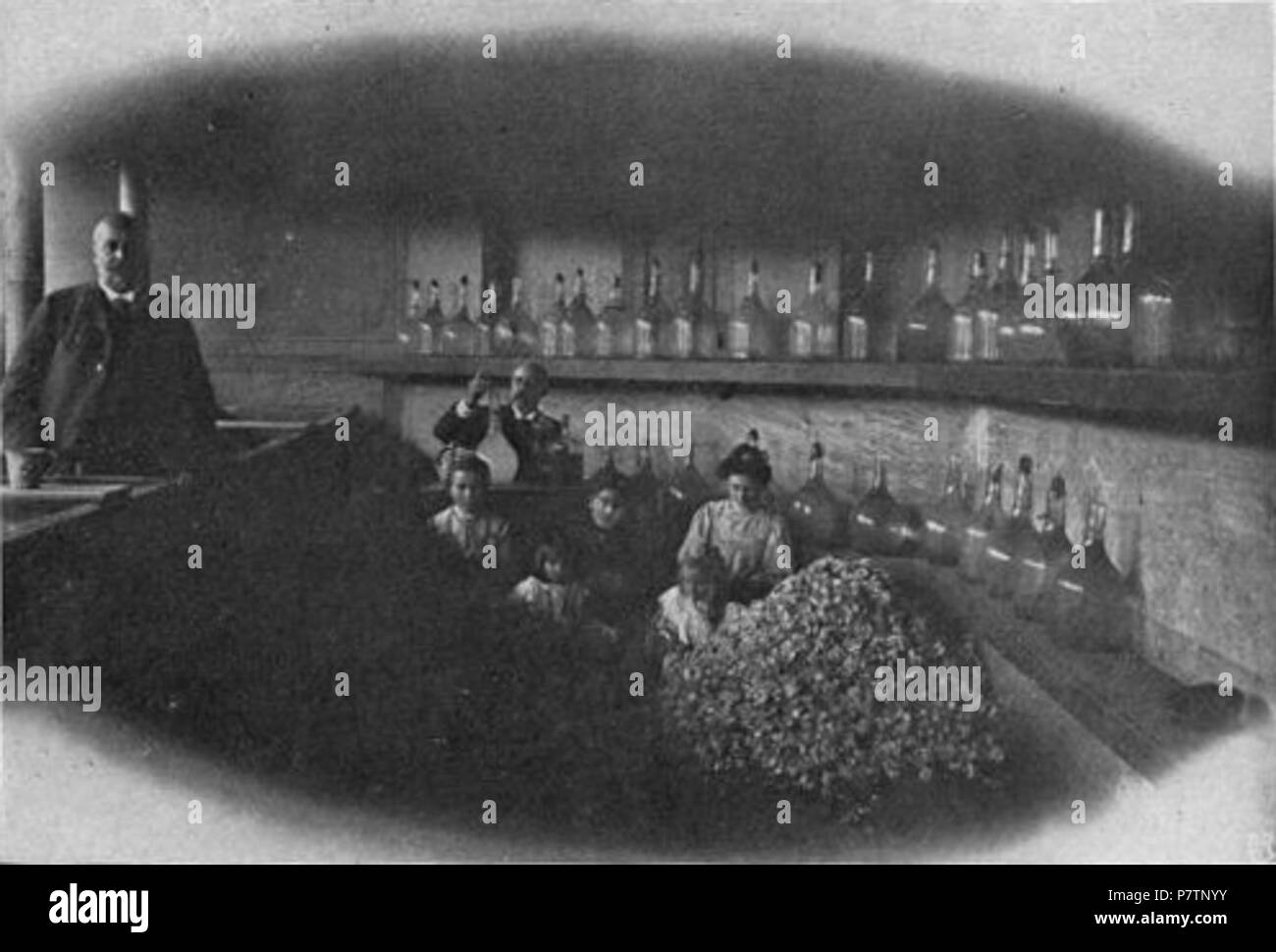 Original description: 'Testing Otto of Rose at Kazanlik' . 1906 56 Bulgaria - Testing Otto of Rose at Kazanlik (W Le Queux) Stock Photo