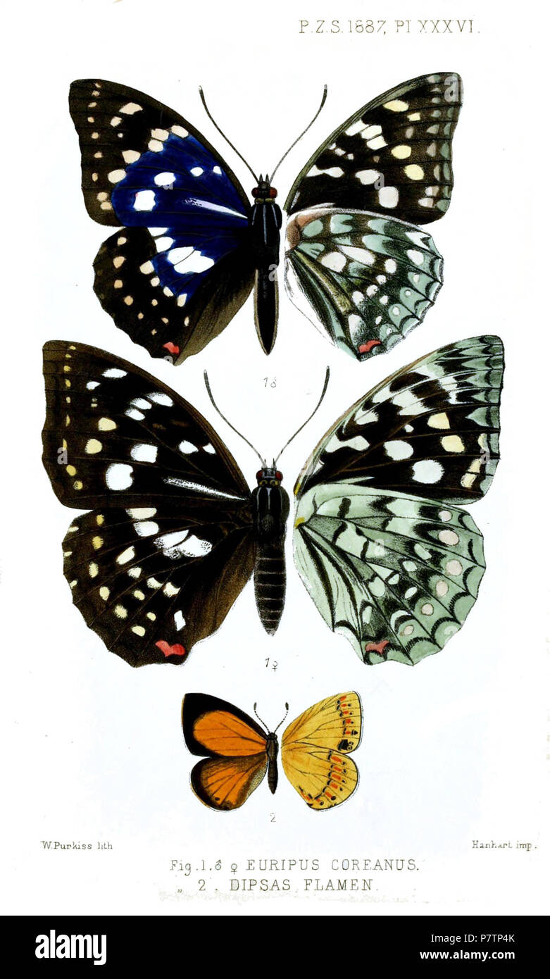 Euripus coreanus = Sasakia charonda coreana (Leech, 1887), ,  Dipsas flamen = Coreana raphaelis flamen (Leech, 1887),  . 1887 (published 1888) 57 Butterflies2Purkiss1887 Stock Photo