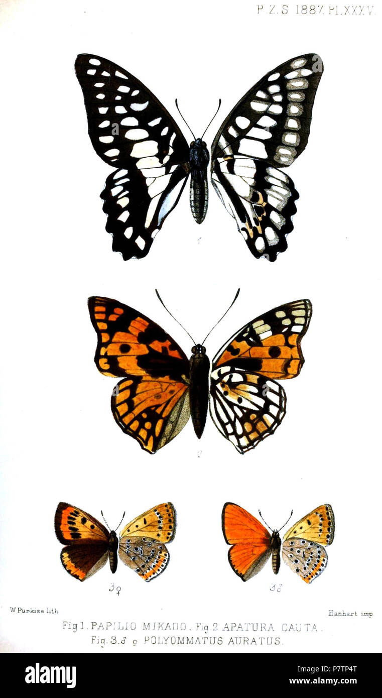Papilio mikado = Graphium doson mikado (Leech, 1887),  Apatura cauta = Sephisa princeps Fixsen, 1887,  Polyommatus auratus = Lycaena dispar auratus (Leech, 1887), ,  English: 1. Common Jay, male (upperwing and underwing) 3. Large Copper, male (left) and female (upperwing and underwing) . 1887 (published 1888) 57 Butterflies1Purkiss1887 Stock Photo