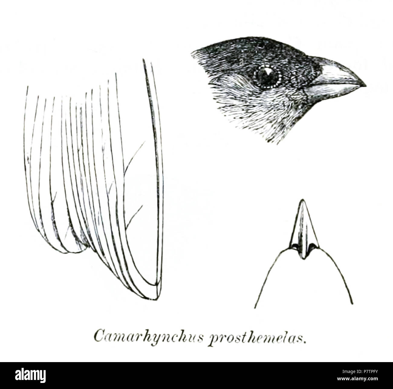 Camarhynchus Prosthemelas Camarhynchus Parvulus Parvulus