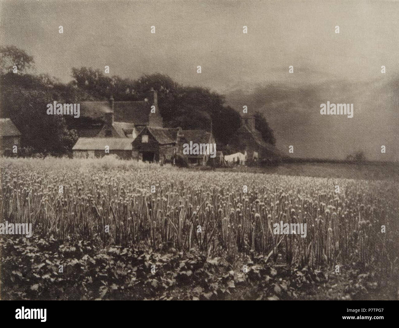 Onion field 1890 hi-res stock photography and images - Alamy