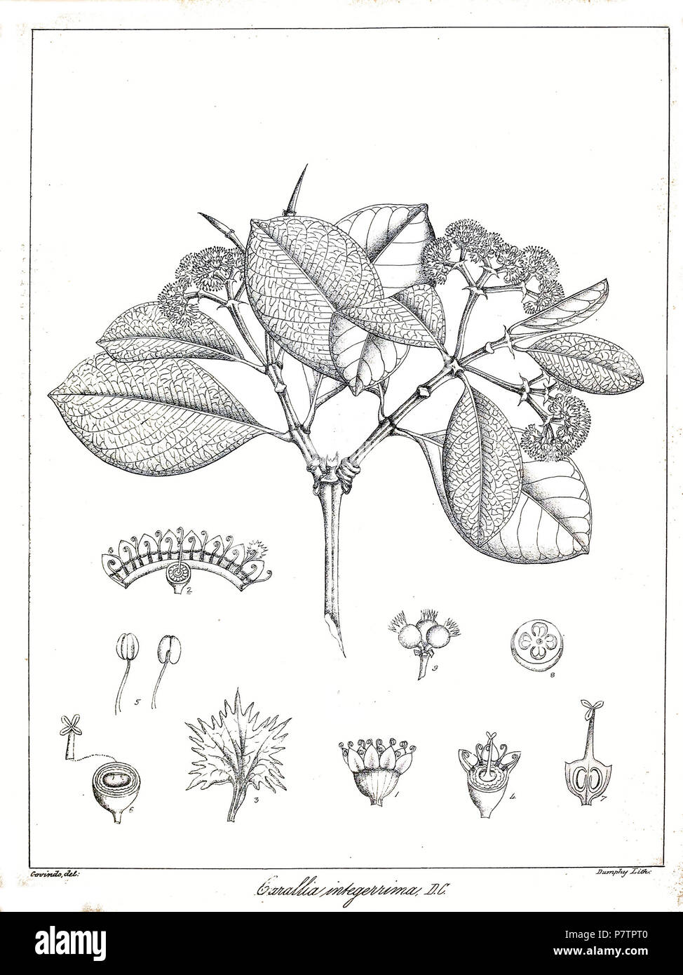 Carallia brachiata . 1873 60 Carallia brachiata Govindoo Stock Photo