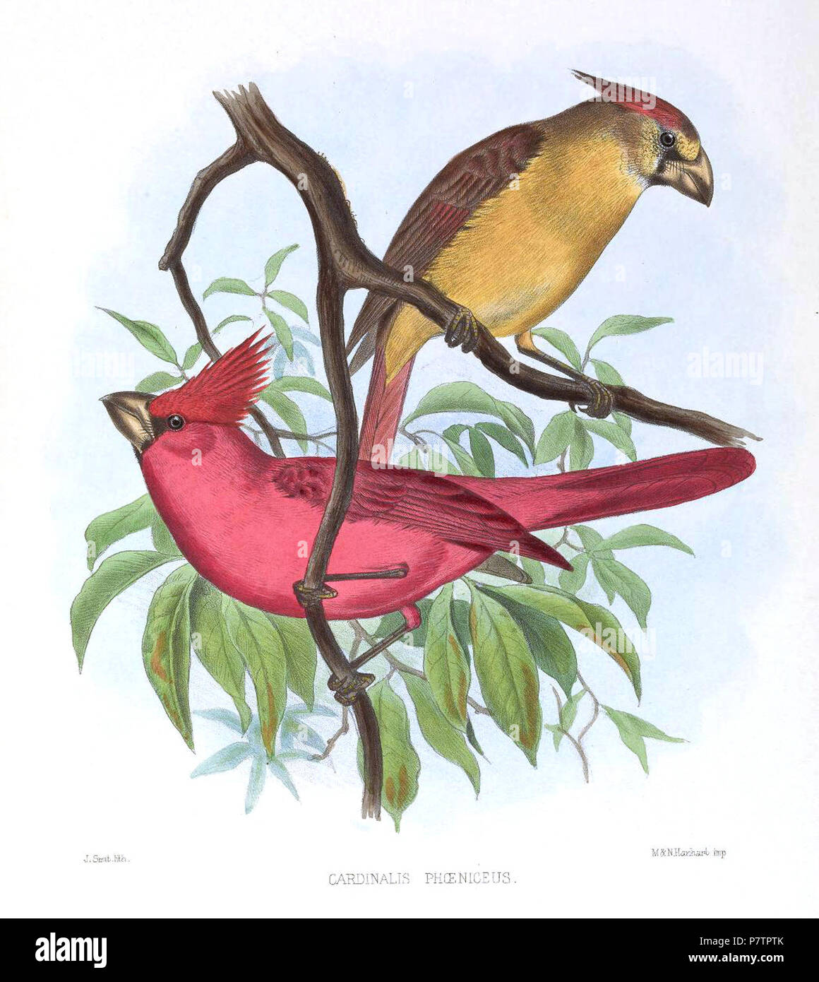 Cardinalis phoeniceus . 1869 60 CardinalisPhoeniceusSmit Stock Photo