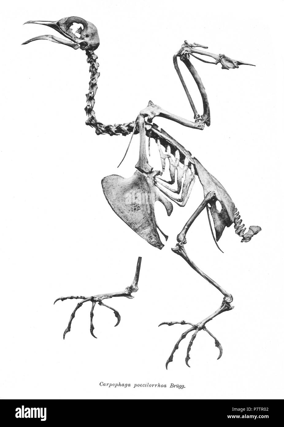 Bird skeletons. Note that the current scientific names need to be checked. Carpophaga poecilorrhoa . 1897 61 Carpophaga poecilorrhoa 230 Stock Photo