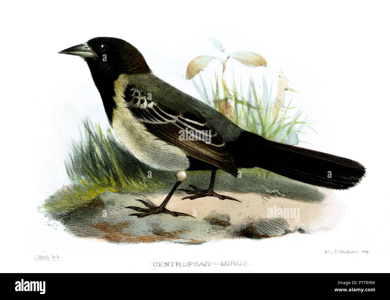 English: A plate accompanying the description of the bird 'Centropsar mirus' by Philip Lutley Sclater in the Proceedings of the Zoological Society of London of 1874. Sclater later found that the type specimen was a made-up specimen, a finding he announced to a meeting of the Zoological Society on 1 June the next year. Nature of 10 June reports on this meeting 'Mr. Sclater exhibited the typical specimen of his Centropsar mirus (P.Z.S. 1874, p. 175, Pl. xxvi.), and stated that on a more careful examination of it he had come to the conclusion that it was a made-up skin.' . 1874 63 CentropsarMirus Stock Photo