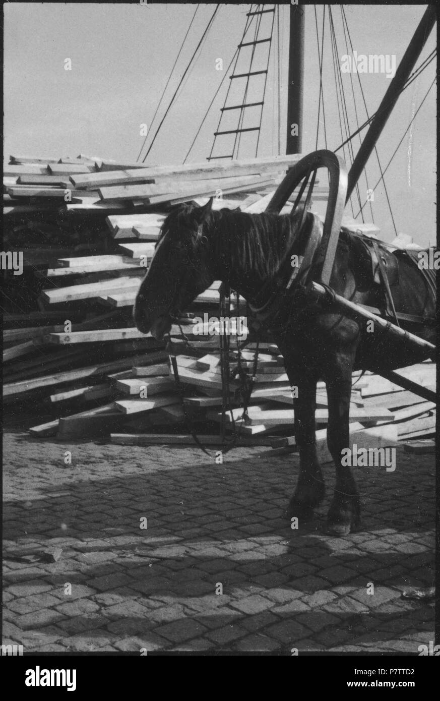 Lettland, Riga: Tiere; Pferd vor einem Holzstapel. May 1937 74 CH-NB - Lettland, Riga- Tiere - Annemarie Schwarzenbach - SLA-Schwarzenbach-A-5-17-092 Stock Photo