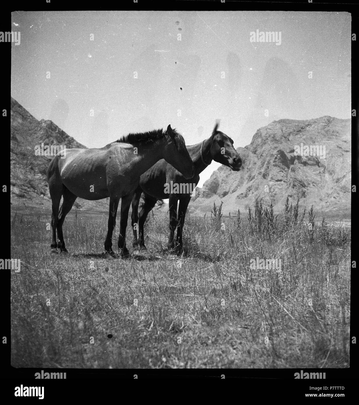 Persien, Elburs-Gebirge (Elburz): Pferde; Zwei Pferde. from 1935 until 1935 76 CH-NB - Persien, Elburs-Gebirge (Elburz)- Pferde - Annemarie Schwarzenbach - SLA-Schwarzenbach-A-5-06-235 Stock Photo