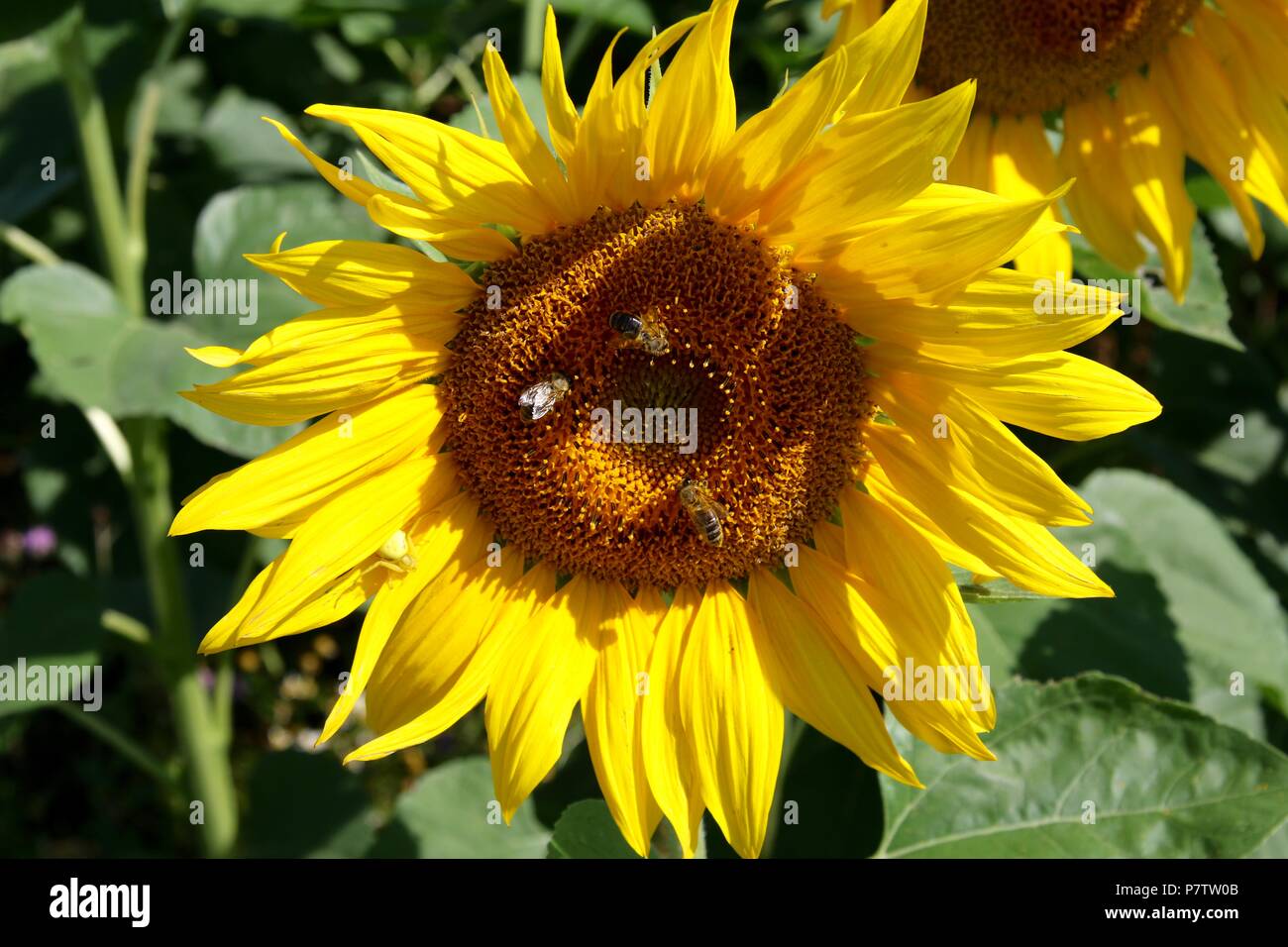 Sunflower with bees and spider Stock Photo