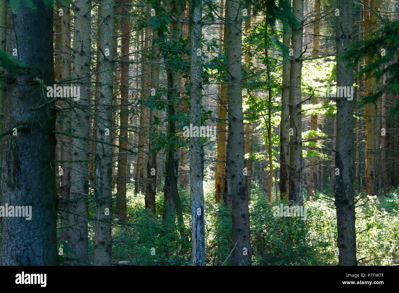 Pine forest in the early morning with sun rays Stock Photo - Alamy