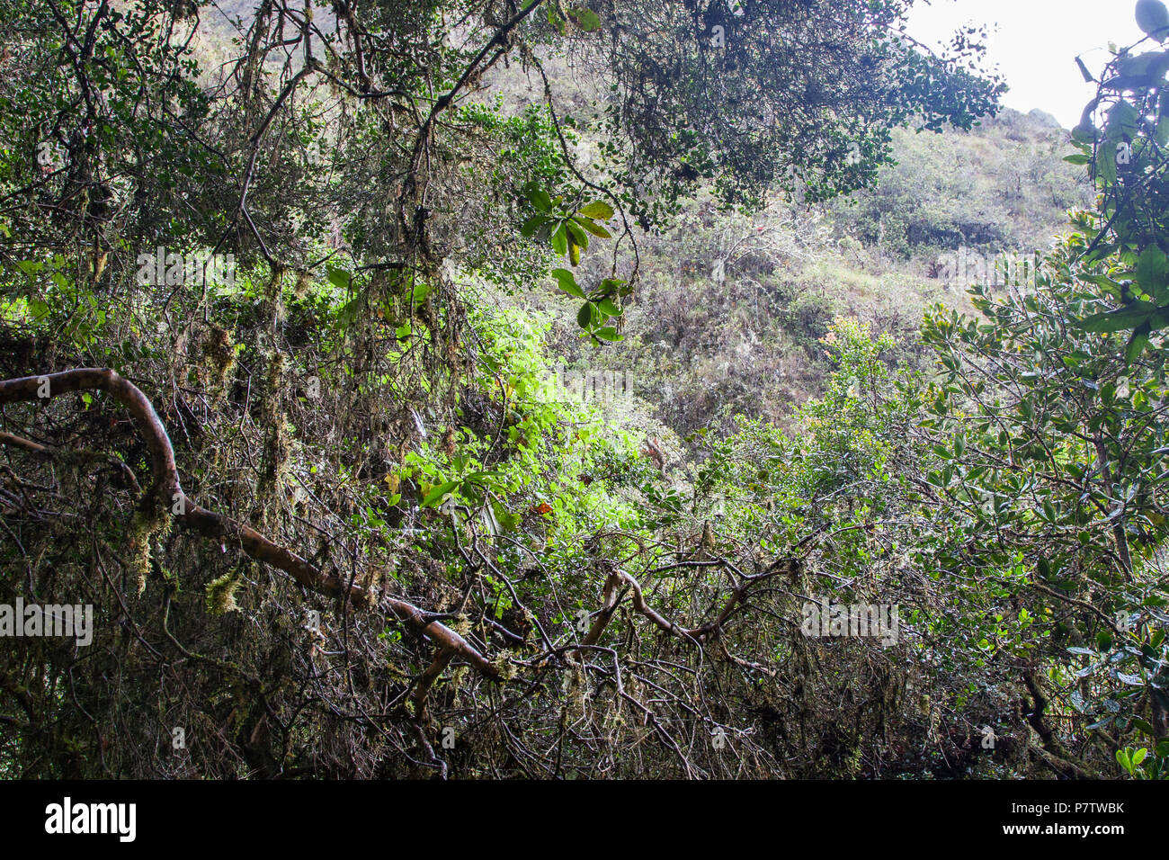 Wild rainforest on the ancient Inca Trail path to Machu Picchu hike ...