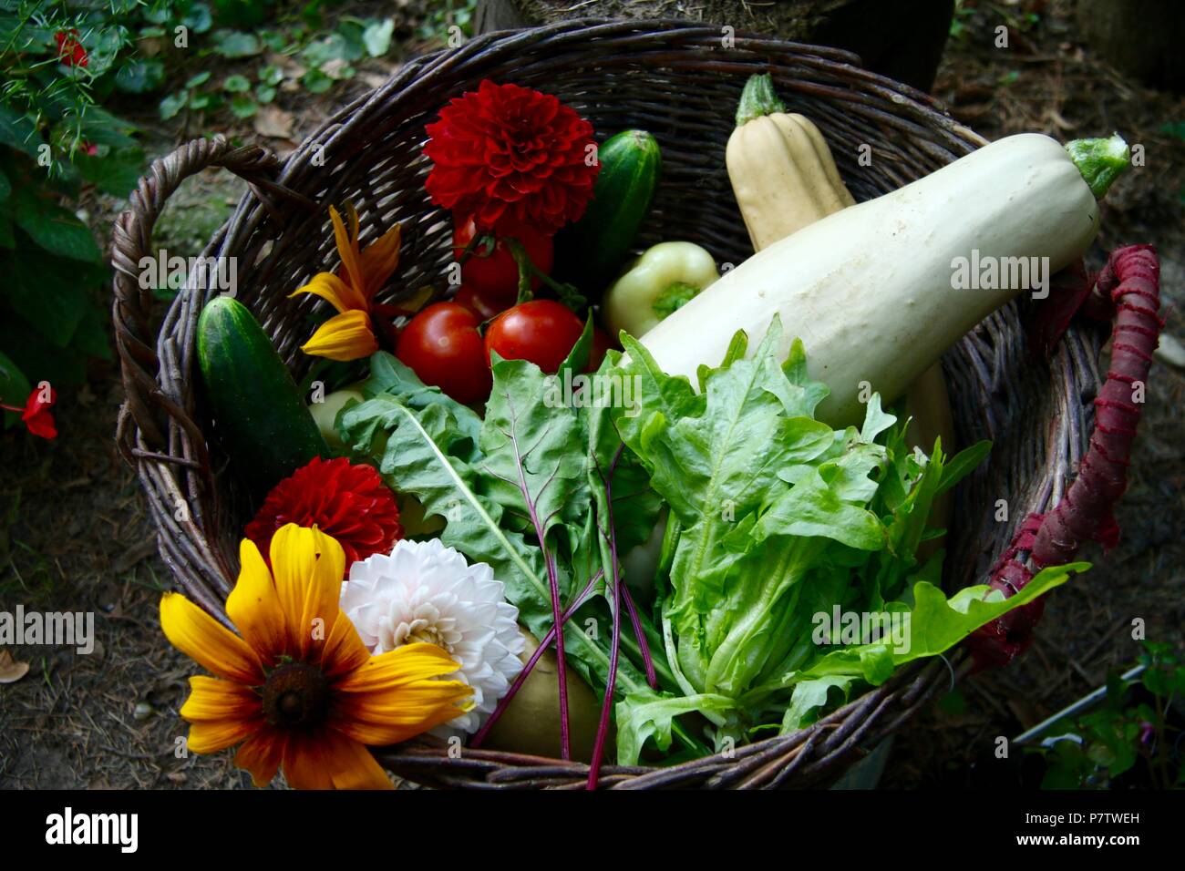 Fresh organic produce from a backyard vegetable garden Stock Photo