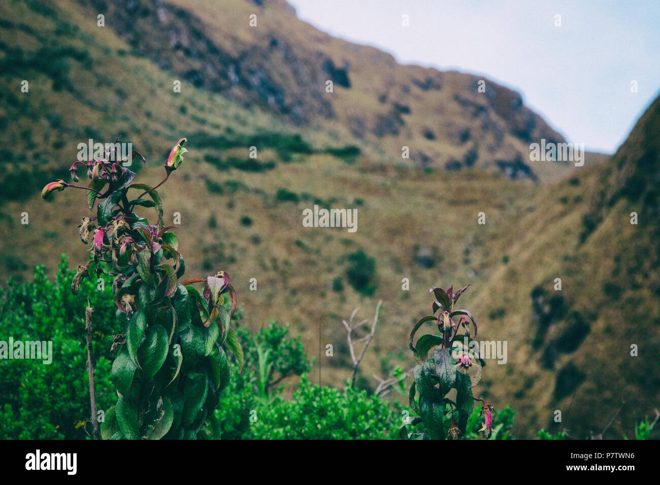 Red tiny wild flowers on the Andes mountains Stock Photo - Alamy