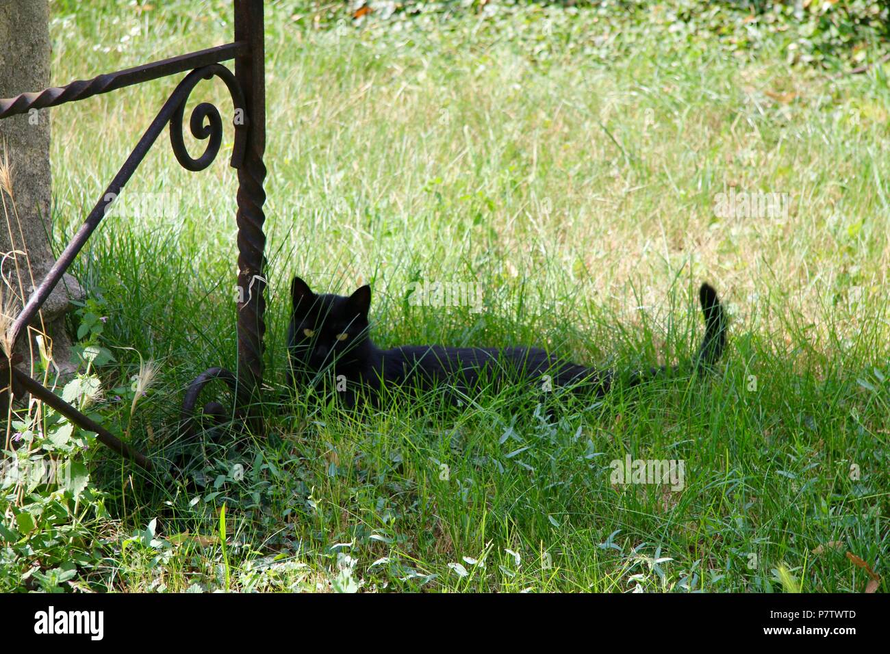 A black cat in a churchyard cemetery in Hungary Stock Photo