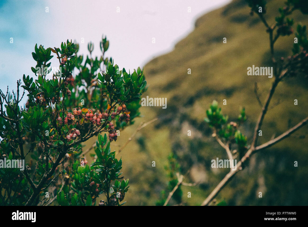 Red serene flowers of the Andes forest Stock Photo - Alamy