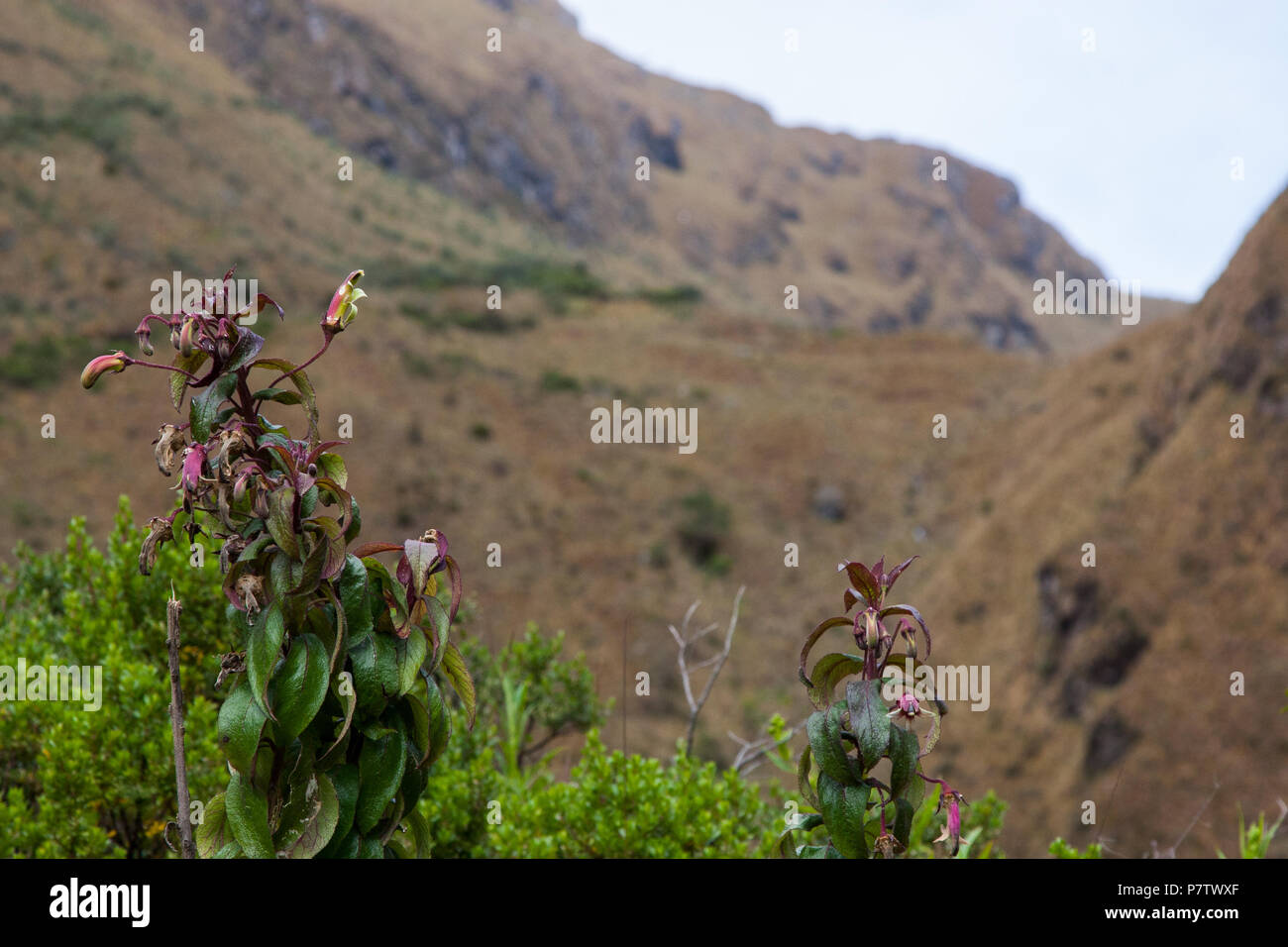 Wild dark red flowers of the mountains in the Andes Stock Photo - Alamy