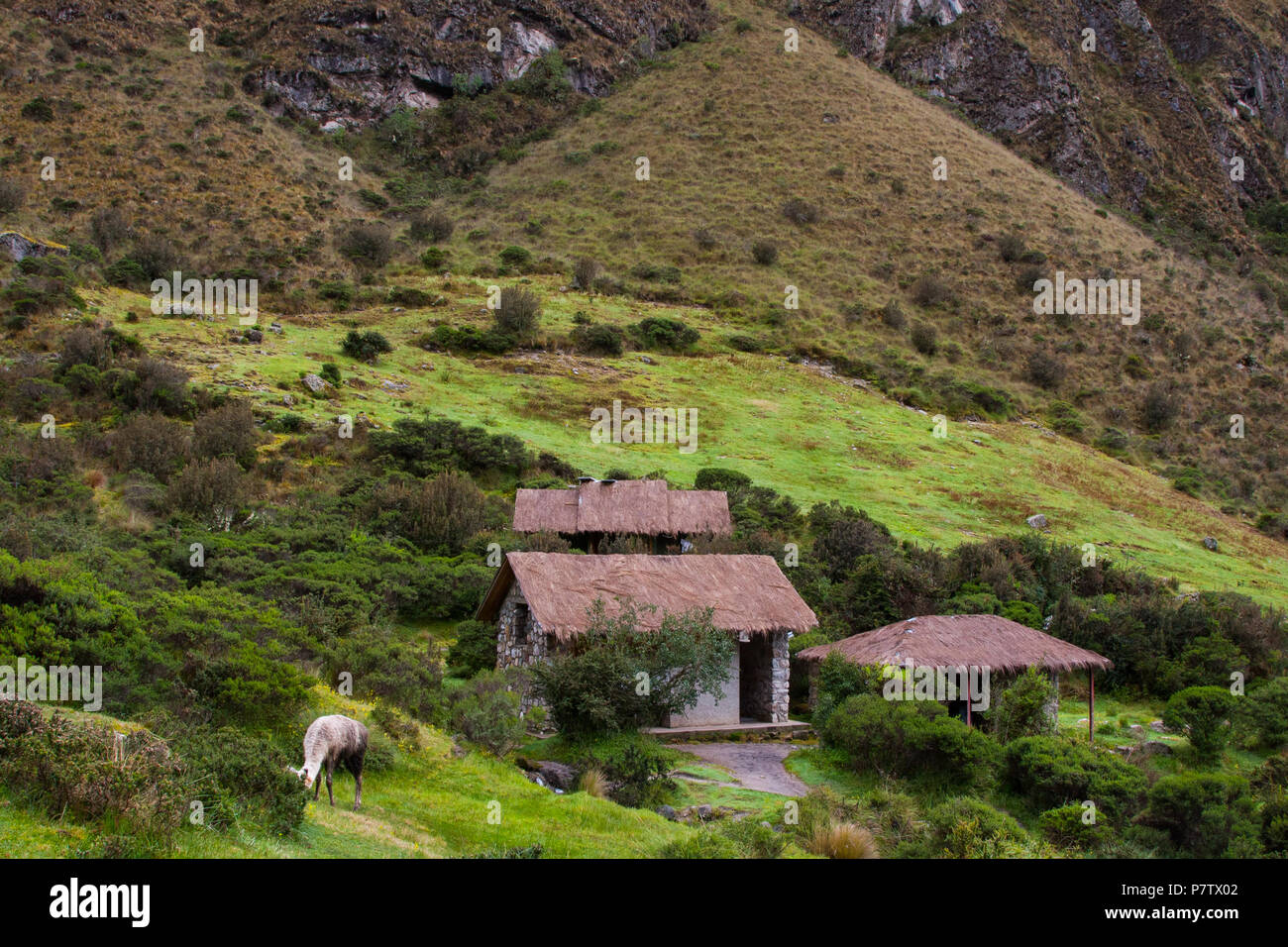 The Andes mountains, houses and the Llama Stock Photo Alamy