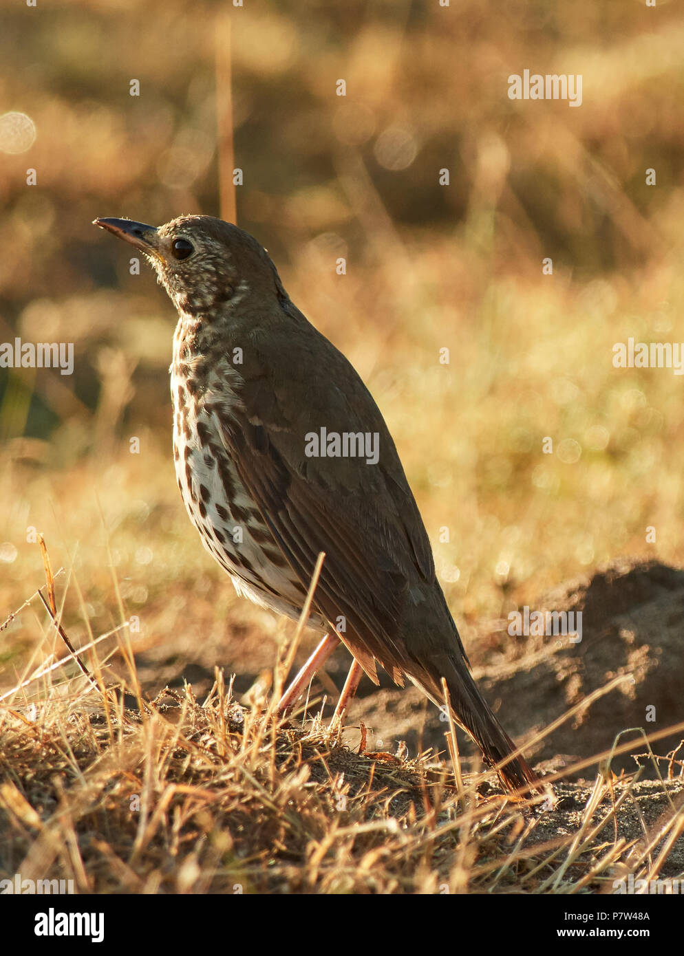 Prolonged dry spell hi-res stock photography and images - Alamy