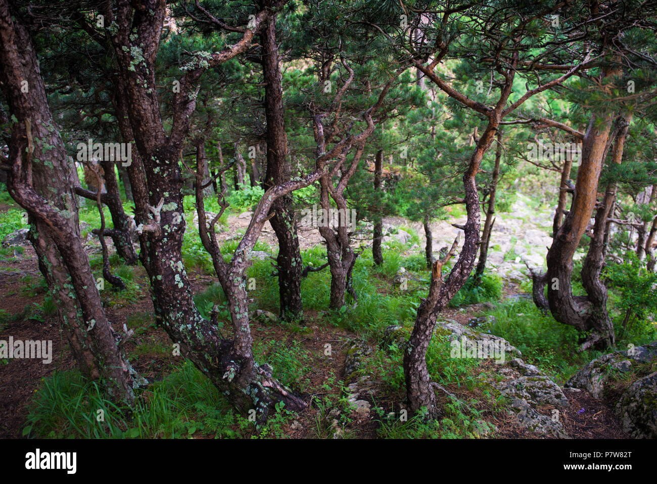 Caucasus State Biosphere Nature Reserve: detailed information Caucasus State Biosphere Nature Reserve: detailed information