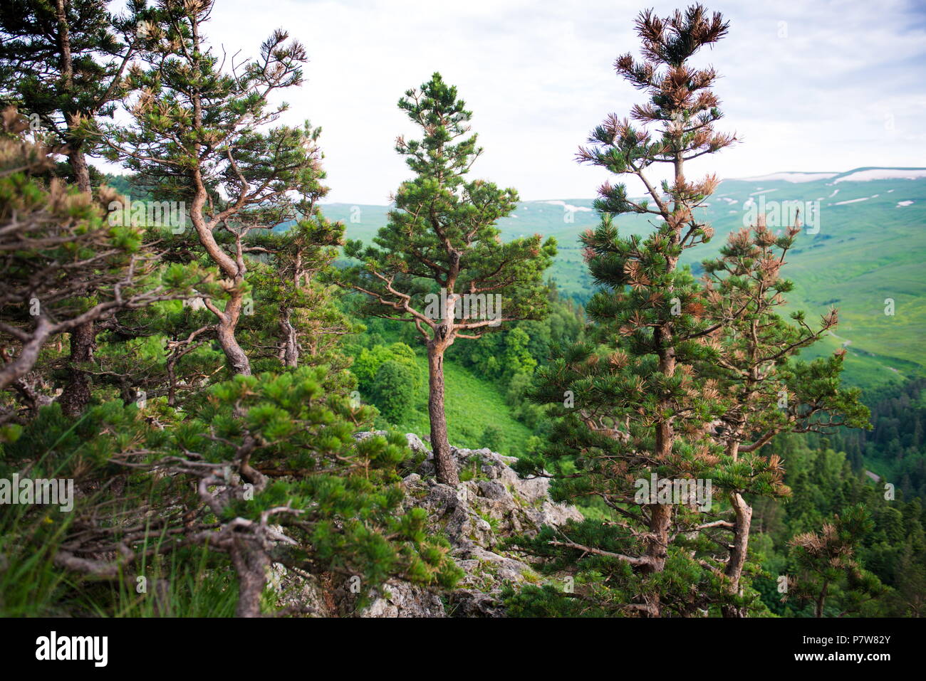 Caucasus State Biosphere Nature Reserve: detailed information Caucasus State Biosphere Nature Reserve: detailed information