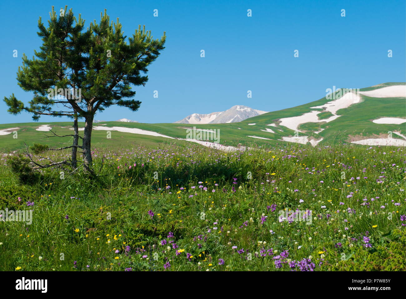 Caucasus State Biosphere Nature Reserve: detailed information Caucasus State Biosphere Nature Reserve: detailed information