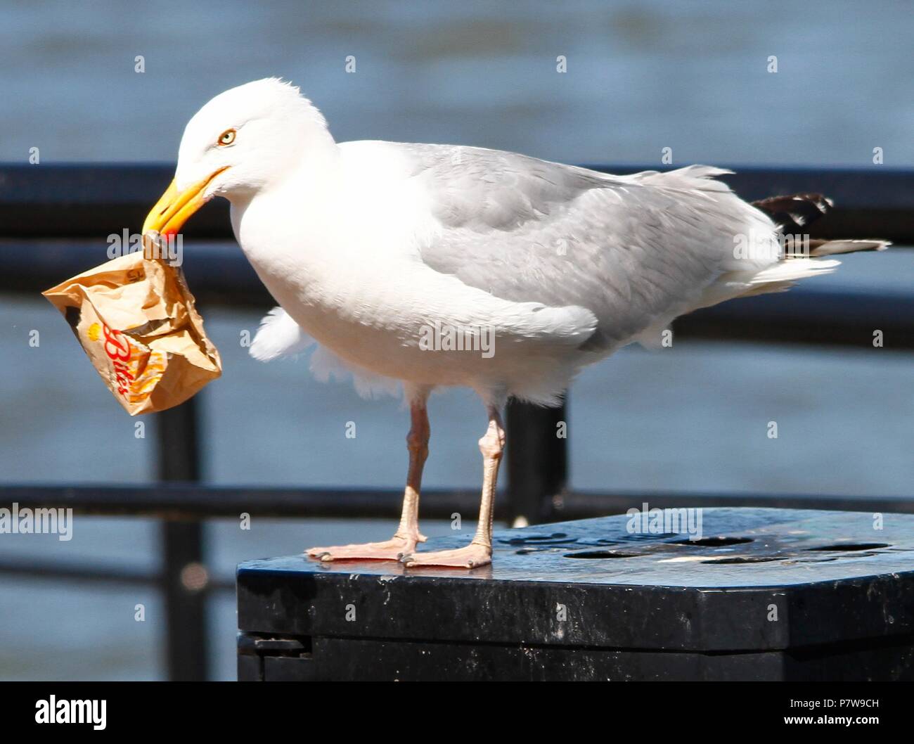 wirral-uk-8-july-2018-a-seagull-scavarges-for-food-during-heatwave-credit-ian-fairbrotheralamy-live-news-P7W9CH.jpg